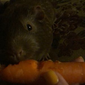 Meet your Posher, Abby